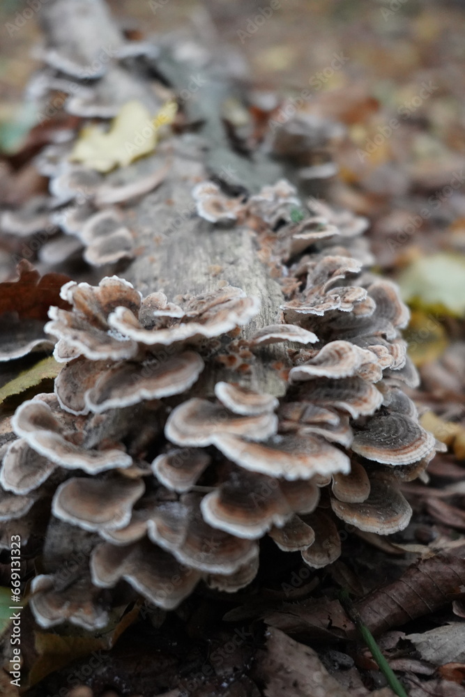 Mystical Mushrooms: A Walk Through Enchanted Woods Mystical Mushrooms: A Walk Through Enchanted Woods