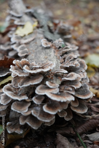 Mystical Mushrooms: A Walk Through Enchanted Woods