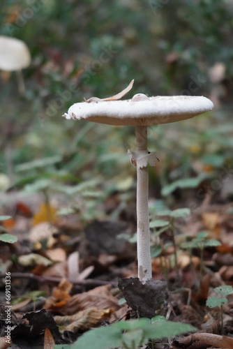 Mystical Mushrooms: A Walk Through Enchanted Woods