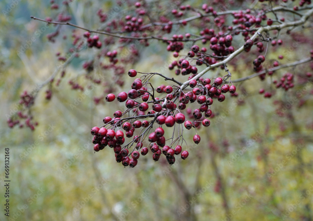 Fototapeta premium hawthorn fruits on a bush