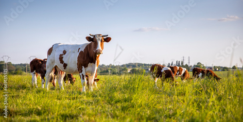 Troupeau de vaches laitière en pleine nature broutant l'herbe fraiche au printemps. photo