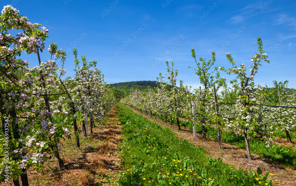 Blooming fruit orchard in spring in the mountains