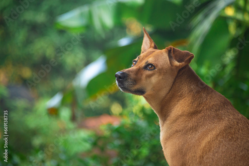 Tablou pe pânză This charming dog gazes wistfully at the sky, exuding an air of wonder and curiosity