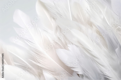 White feathers background. Soft textured natural wallpaper. 
