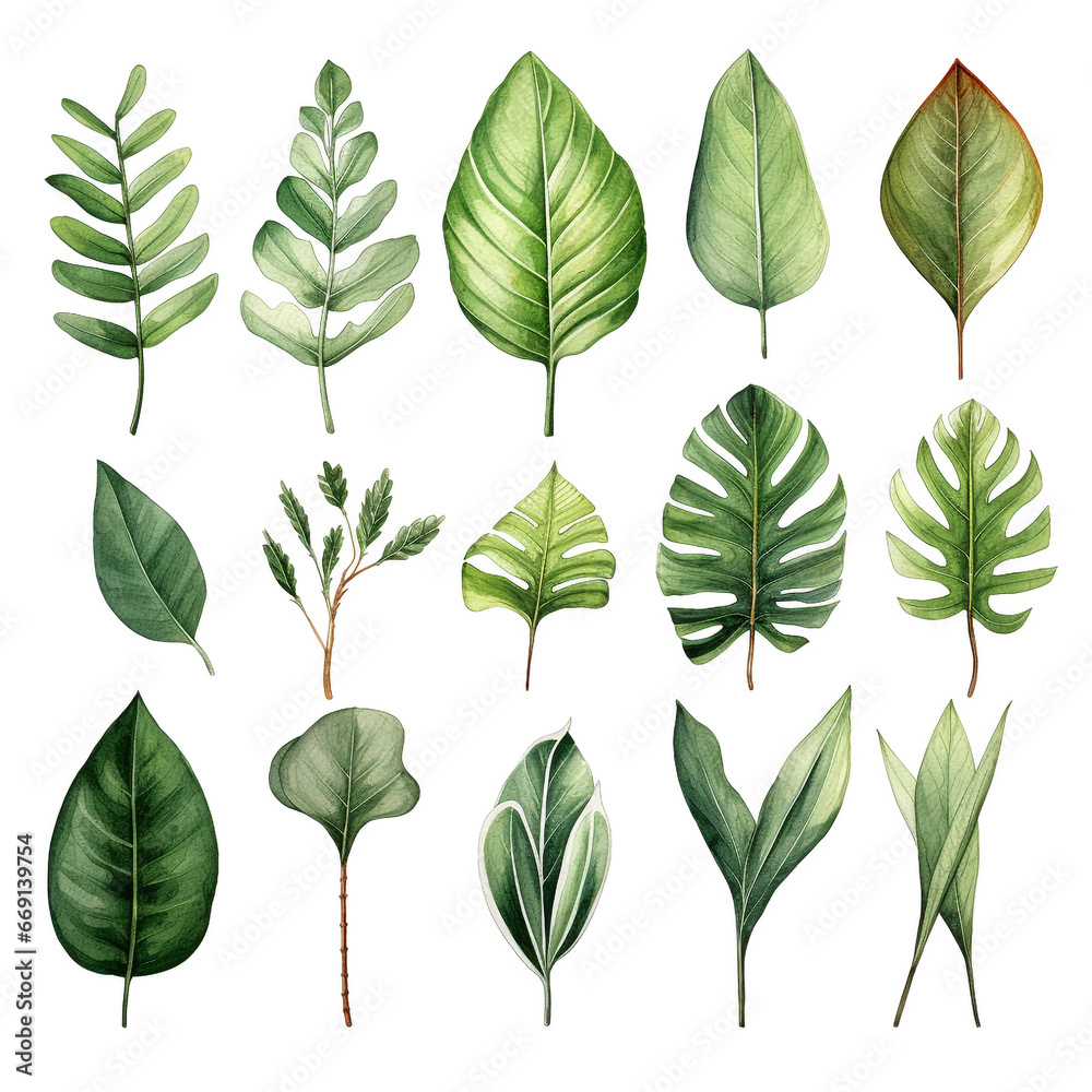 Fototapeta premium watercolor leaves, botanical illustration on white background