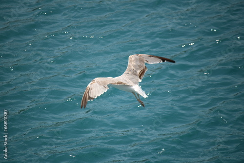 seagull in flight