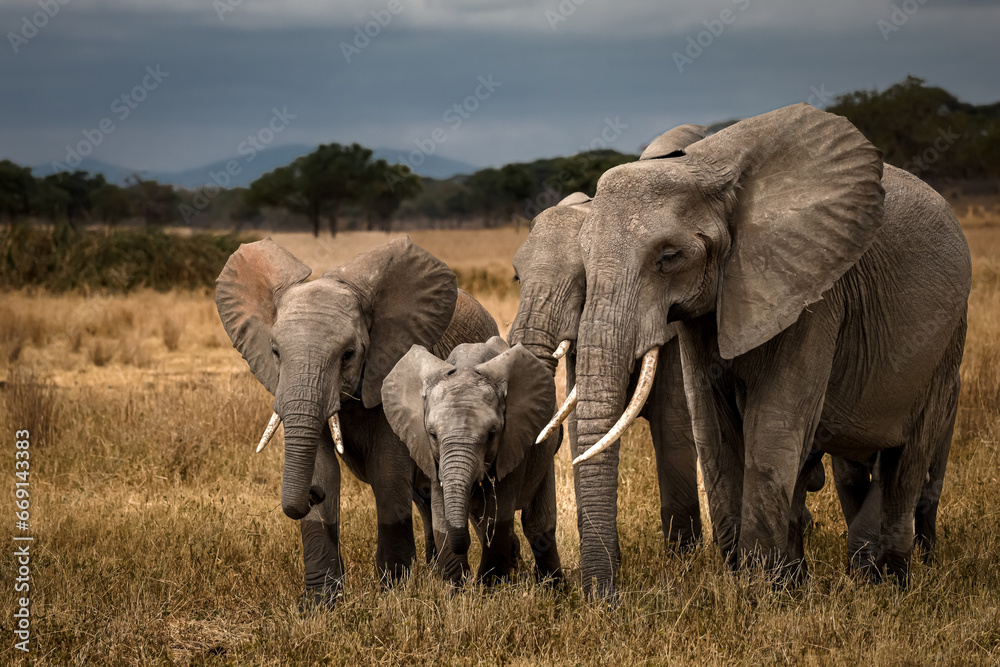 Fototapeta premium Family of African Elephants in Tanergerie National Park , Tanzania 