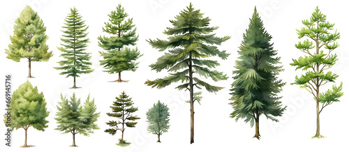 Hemlock Tree watercolor illustration clipart. Generative AI. photo