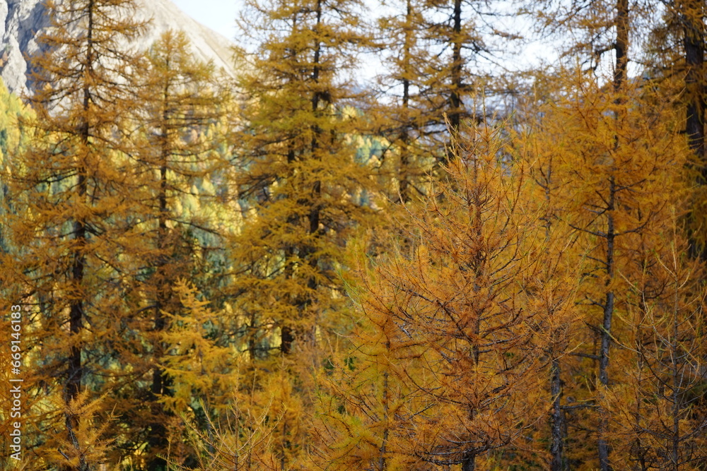 Parc Naziunal Svizzer in autumn with fall colours Parc Naziunal Svizzer in autumn with fall colours