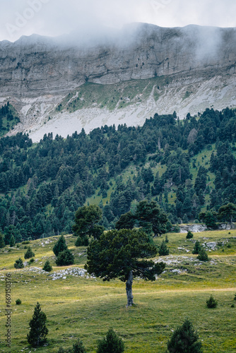 Single tree, alpine meadow, cliffs and clouds in the Vallon de Combeau near Chatillon en Diois in the south of France (Drome). photo