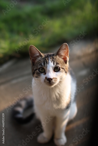 庭先に座る猫