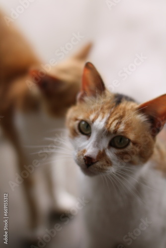 庭先に座る猫達