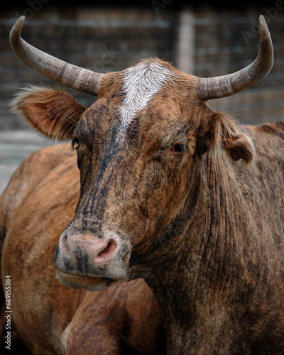 portrait of a Nguni cow