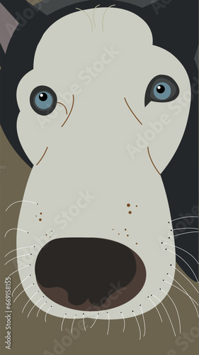 Siberian husky muzzle close up. Cute dog portrait. Flat vector illustration. Nice doggy face closeup. Funny husky animal look at camera. Friend doggie pet snout. Beautiful blue eyes. Fun gray mustache
