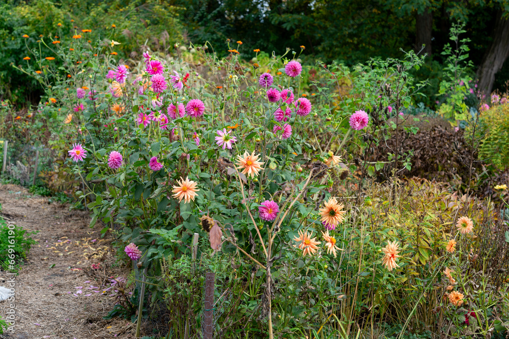 Obraz premium late blooming dahlias in the garden