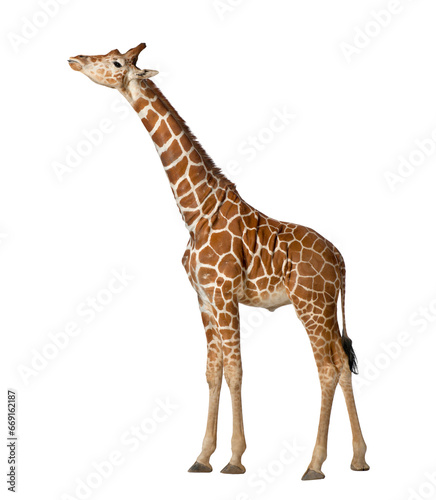 Somali Giraffe, commonly known as Reticulated Giraffe, Giraffa camelopardalis reticulata, 2 and a half years old standing against white background png 