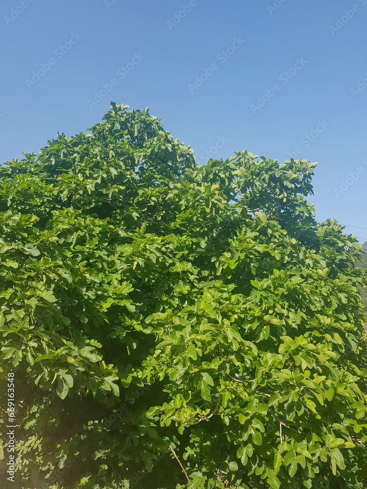 Fig tree is a piece of nature Fig tree is a piece of nature