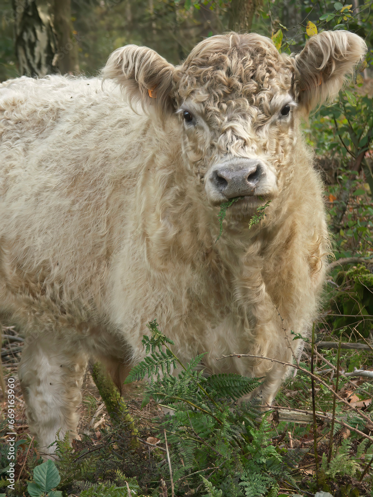 Vertical closeup on a cute furry white Galloway cow in a European nature reserve Vertical closeup on a cute furry white Galloway cow in a European nature reserve