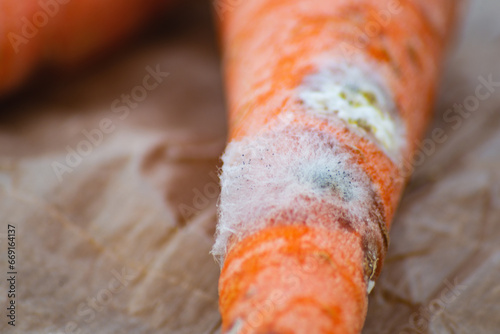 The damage on the surface of carrot was covered with putrid fungal growths due to poor ventilation in the warehouse. Loss of a large amount of harvested crops due to poor storage in the warehouse