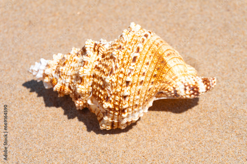 Seashell resting on golden sand Seashell resting on golden sand