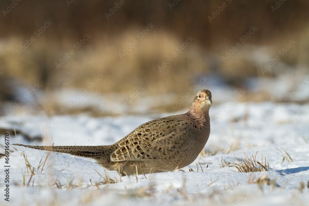 Obraz premium Bird Common pheasant Phasianus colchius Ring-necked pheasant in natural habitat, grassland in early winter 
