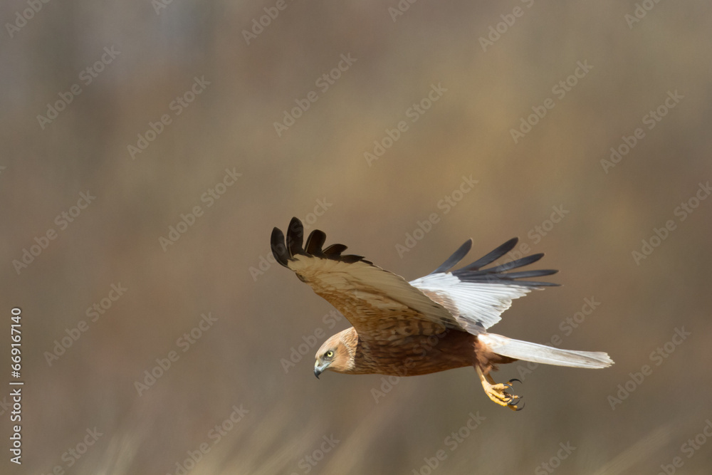 Flying Birds of prey Marsh harrier Circus aeruginosus, hunting time Poland Europe Flying Birds of prey Marsh harrier Circus aeruginosus, hunting time Poland Europe