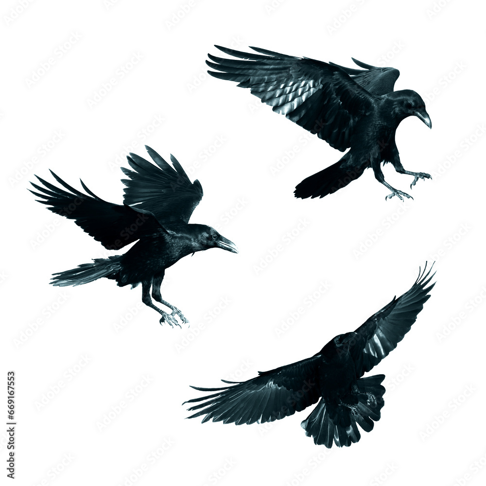 Birds flying ravens isolated on white background Corvus corax. Halloween - mix three birds, silhouette of a large black bird in flight cut out on a white background for use in graphic arts Birds flying ravens isolated on white background Corvus corax. Halloween - mix three birds, silhouette of a large black bird in flight cut out on a white background for use in graphic arts