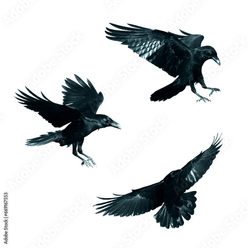 Birds flying ravens isolated on white background Corvus corax. Halloween - mix three birds, silhouette of a large black bird in flight cut out on a white background for use in graphic arts © Marcin Perkowski