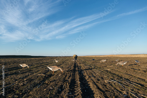 A mature hunter arranges stuffed decoy geese across the field photo
