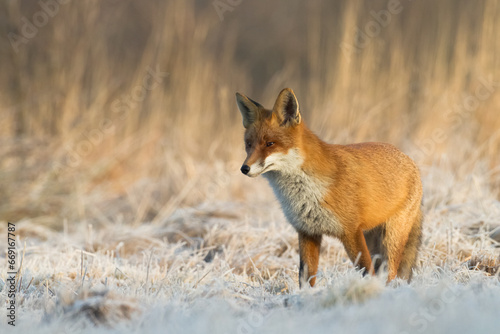 Mammals - Fox Vulpes vulpes in natural scenery, Poland Europe, animal walking among winter meadow in snow   © Marcin Perkowski