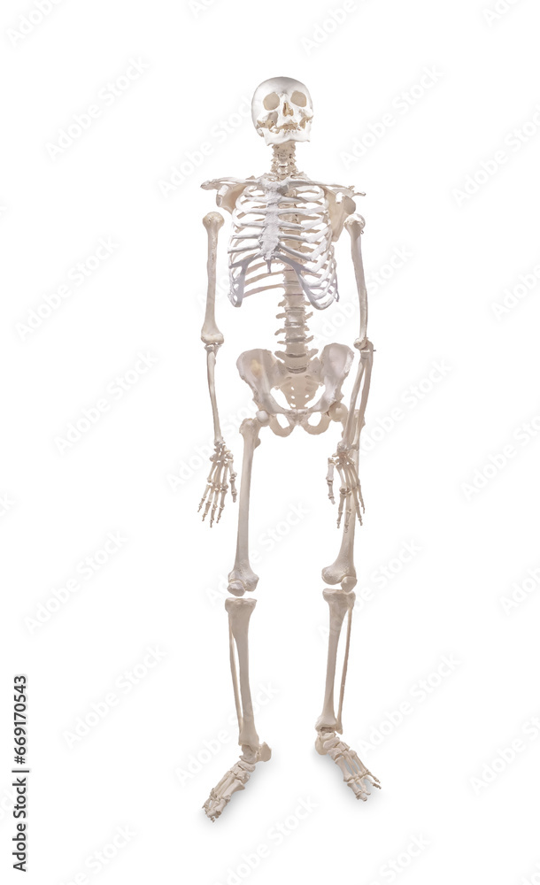 Human skeleton sample on a white isolated background Human skeleton sample on a white isolated background