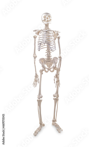 Human skeleton sample on a white isolated background