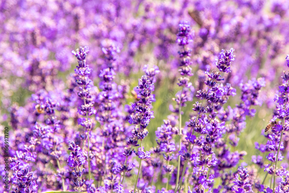 Purple lavender flowers bush. Flower in the field. Nature background. Grow a fragrant plant in the garden. Summer flower honey plant closeup. Purple lavender flowers bush. Flower in the field. Nature background. Grow a fragrant plant in the garden. Summer flower honey plant closeup.