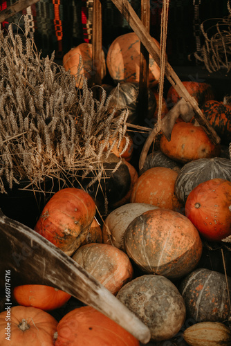 Fresh autumn harvest of pumpkins on a rural farm. Vibrant orange hues and seasonal decor for fall festivities