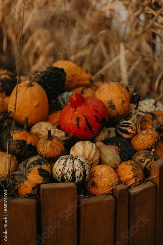 Fresh autumn harvest of pumpkins on a rural farm. Vibrant orange hues and seasonal decor for fall festivities