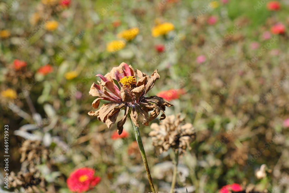 枯れたダリア Withered dahlia 枯れたダリア Withered dahlia