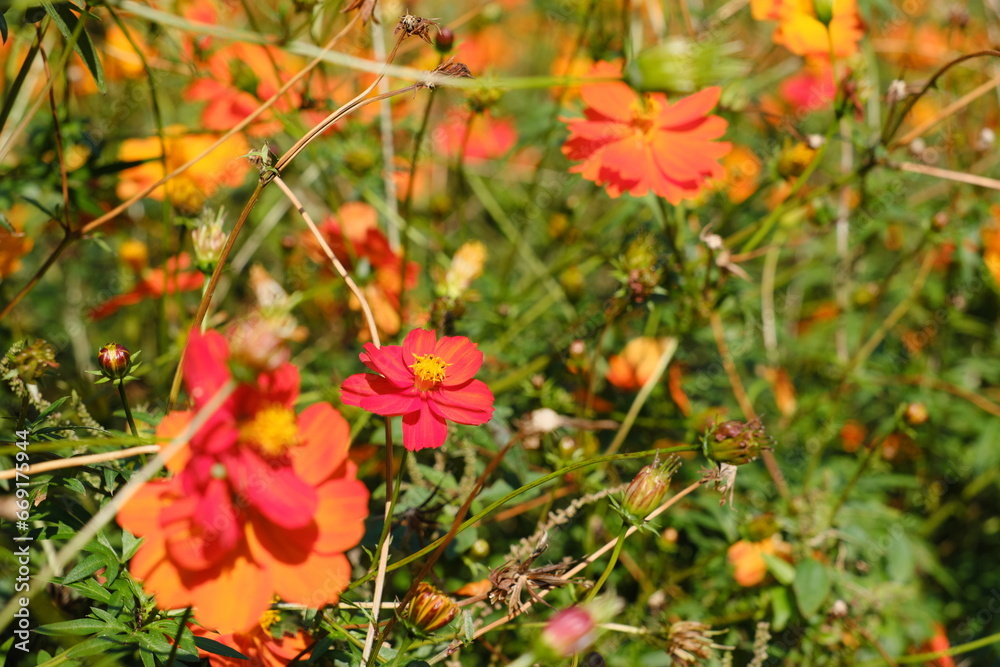 オレンジ色のコスモス、横須賀市 くりはま花の国　Orange cosmos, Kurihama Hananokuni, Yokosuka City