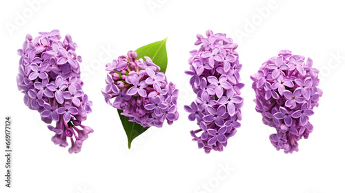 Purple lilac flowers