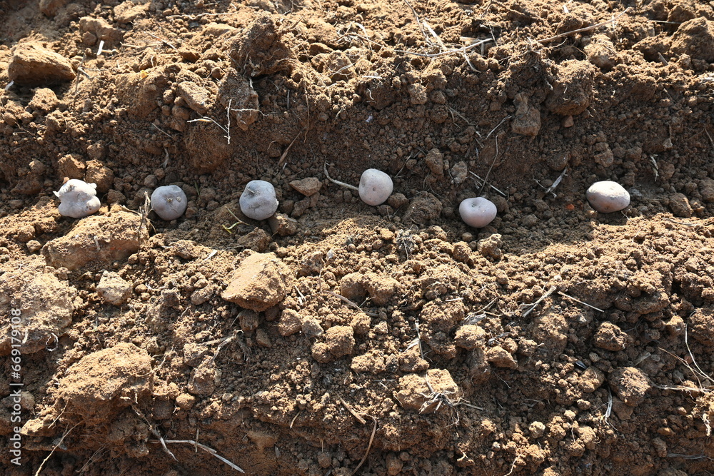 Hand planting potato tubers into the ground. Indian farmer plantation potato seeds in the vegetable garden. popular vegetable in all over world. Countryside agriculture activity. Potato farming.
Hand planting potato tubers into the ground. Indian farmer plantation potato seeds in the vegetable garden. popular vegetable in all over world. Countryside agriculture activity. Potato farming.