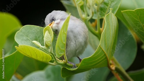 Cute grey bird - Zosterops mauritianus perching on Xylosma tree leaf photo