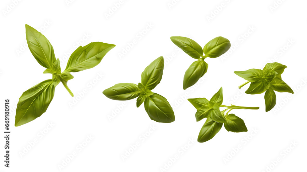 Fesh basil leaves