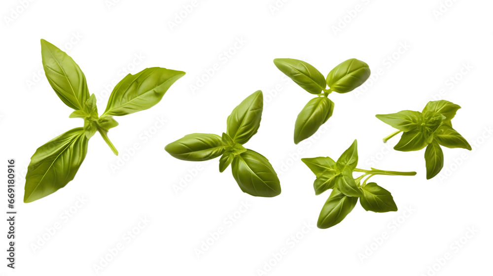 Fesh basil leaves Fesh basil leaves