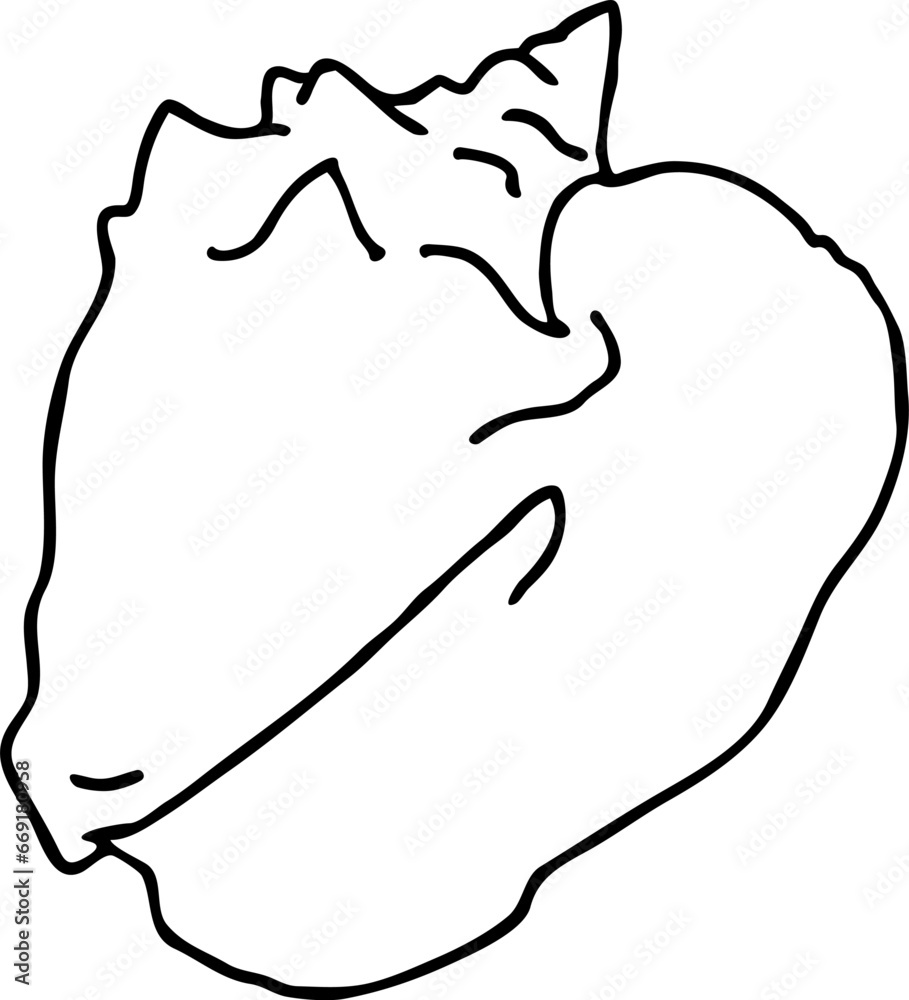 Sea shell natural beauty from ocean beach treasure collection. Summer time vacation mood. Aquarium exotic tropical decoration. Hand drawn boho retro vintage vector illustration. Old style line drawing Sea shell natural beauty from ocean beach treasure collection. Summer time vacation mood. Aquarium exotic tropical decoration. Hand drawn boho retro vintage vector illustration. Old style line drawing
