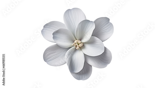 white flower isolated on transparent background cutout #669181535