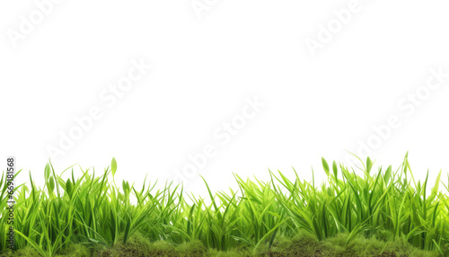 green grass isolated on transparent background cutout
