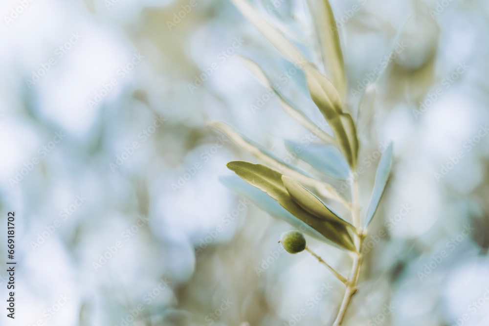 Close-up sur les feuilles d'un olivier et arrière plan flou