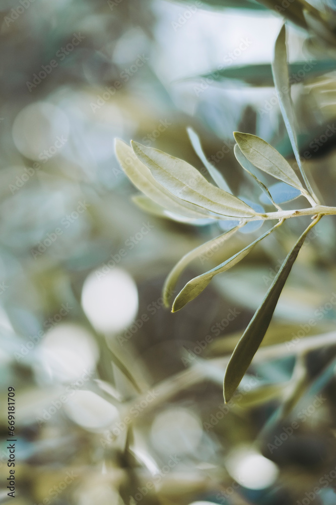 Close-up sur les feuilles d'un olivier et arrière plan flou