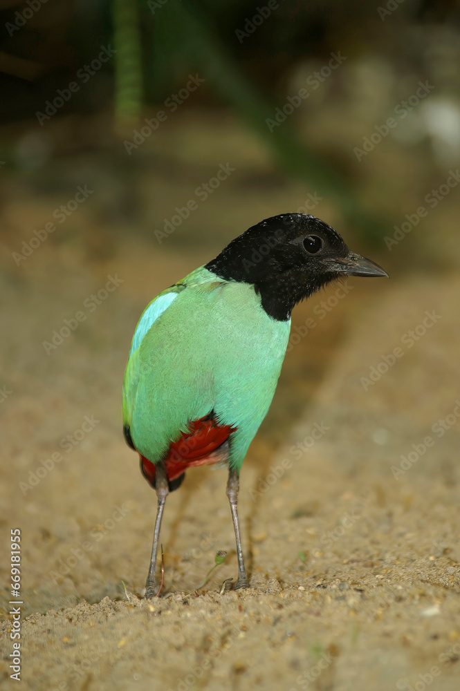 Colorful closeup on the tropical green and black-headed, Hooded Pitta or Green breasted Pitta sordida Colorful closeup on the tropical green and black-headed, Hooded Pitta or Green breasted Pitta sordida