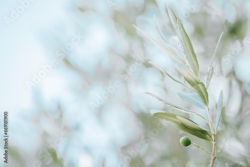 Close-up sur les feuilles d'un olivier et arrière plan flou	 photo