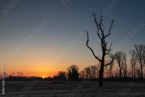 Tramonto su un campo con alberi spogli in primo piano in inverno.